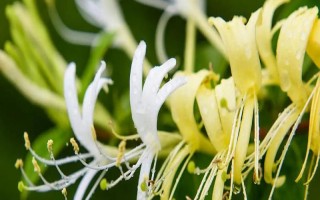 金银花的种植条件，喜欢在温和湿润的环境中生存