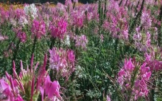 怎么种醉蝶花，种之前需浸种6小时左右