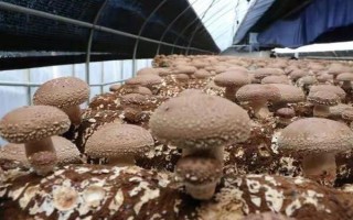 如何预防香菇畸形，需因地制宜选用合适的品种
