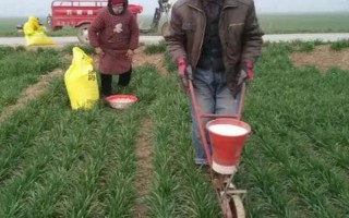 什么时间施小麦苗肥，3叶期或3叶1心期追施分蘖肥