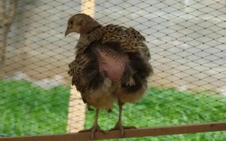 鸡脱毛的原因，疾病会导致鸡脱毛