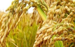 早优50水稻种子简介,该品种株型适中