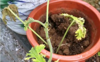 驱蚊草的盆栽方法，生长期和盛花期要定期追施肥液