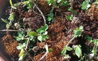 垂盆草的种植方法，栽种后每隔半个月追施一次氮肥