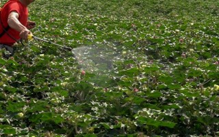 恶霉灵如何使用，可浸种、拌种等