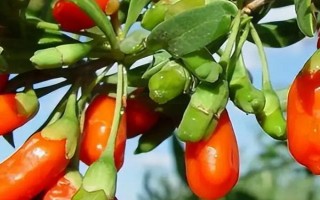 种植什么药材能赚钱，可以选择桔梗、金银花、枸杞等