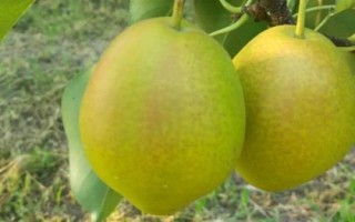 梨中的硬颗粒是什么，是果肉中成簇的石细胞