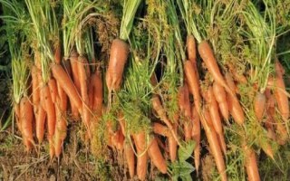 胡萝卜是什么季节的蔬菜，属于秋冬季蔬菜但一年四季可吃到