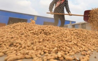 花生的品种，根据当地气候环境选择为佳