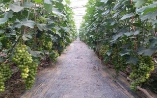 大棚葡萄如何追肥，首先要做好根部追肥