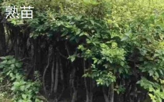 什么是生苗,指自然生长未经过移栽成活的树木