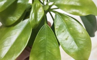 鹅掌木怎么养，每隔5-10天给植株浇水一次