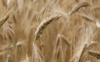 尧麦35小麦品种的特性，生育期222天