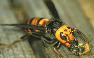 金环胡蜂有多大,最大体长可达50毫米