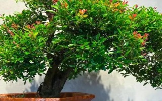 赤楠怎么养殖，要让植株接受全日照