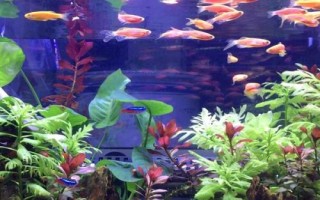 放盐对热带鱼有什么好处，能杀菌消毒