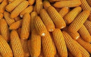 垦丁三号玉米种子特征特性,喇叭口期用药剂防治玉米螟