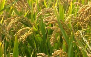 吉农大673水稻的特征特性，全生育期为151.4天