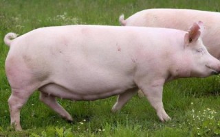 二元母猪能与什么公猪配，杜洛克是很好的选择