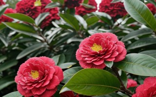 山茶花有什么花语,寓意着理想的爱、可爱俏皮、高洁孤傲