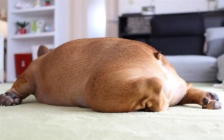 犬髋关节发育不良的简介，是一种后天发育畸形、由多种病因引发的疾病