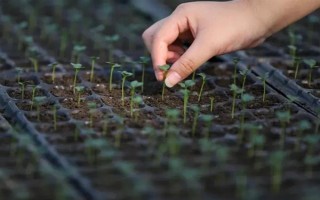 夏季蔬菜育苗要注意什么，及时分苗间苗可让秧苗更粗壮
