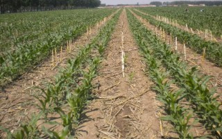 三峡玉1388玉米品种简介,亩植密度3000株左右