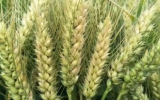 华育989小麦种子特征特性,该品种属冬性中熟品种