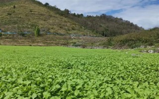 油菜为什么会僵苗，是受到干旱渍害、缺肥、病虫害等因素的影响