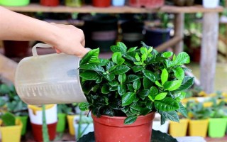 栀子花的水养方法,春秋季节每个星期换一次水