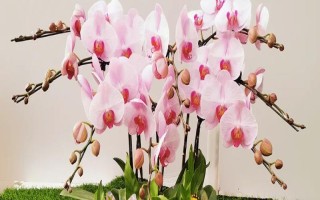 蝴蝶兰的养殖方法,栽种前要对盆土消毒