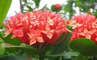 龙船花花谢后如何处理,可以对其进行修剪