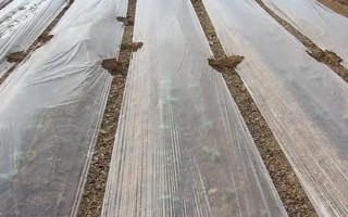荆芥的种植管理方法,育苗间苗时可以结合松土一次