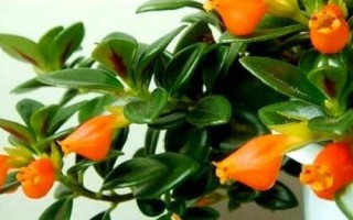 金鱼吊兰简介，属多年生草本植物