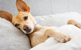 人感冒会不会传染给狗，通常不会传染给狗。