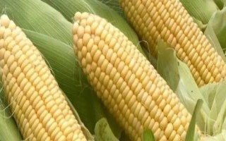 秋乐666玉米种子特点,适宜播种期5月下旬至6月中旬