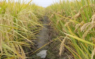 珞优9348水稻品种的特性,秧田亩播种量10公斤