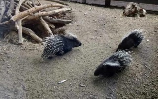 养殖豪猪的优势,其抗病能力强且劳力投入少