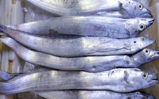 带鱼吃什么，养殖的带鱼爱吃动物饲料