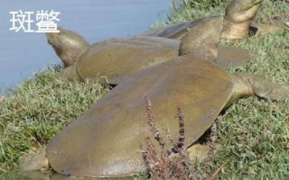 甲鱼吃什么东西，喜食小虾、螺类、水生昆虫等动物性饵料