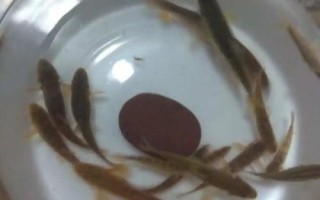 泥鳅怎么养在家里不会死,需要每隔五到十天换一次水