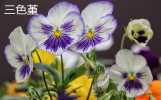 黑暗之花有哪些,常见彼岸花、双生花、黑百合等品种