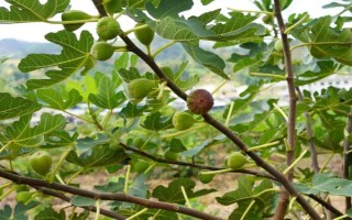 无花果的种植前景，当前市场需求大前景可观