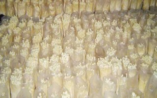金针菇的种植方法，菌袋适合放置在20-25℃培育室内