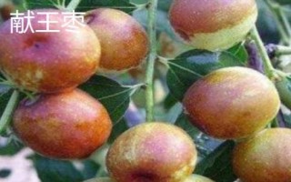 枣树品种介绍,月光枣脆嫩多汁、属于罕见的鲜食品种