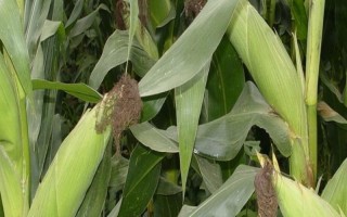 三力589玉米品种简介，3月下旬至4月下旬播种