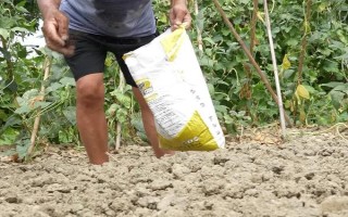 李子苗的价格，通常在1-3元左右一棵