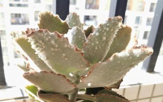 多肉兔耳朵的养殖方式，一般需要隔两年给其翻盆换土