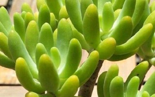 八千代的施肥方式，春秋两季可隔20-30天施一次肥料