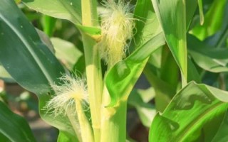 LG4232玉米种子简介，中抗茎腐病